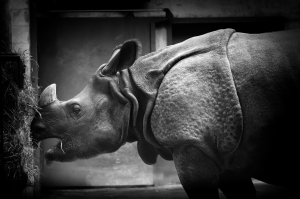 Hungry rhinoceros eating hay.